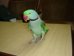 krishna - parrot