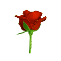 Red Rose - Red rose is the traditional symbol for love and romance, and a time-honored way to say "I love you." Red Rose - Red rose is the traditional symbol for love and romance, and a time-honored way to say "I love you."