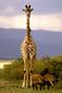 Giraffe - Giraffes sleep less than 2 hours each day standing up!