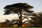 Cedar Tree - This is the tree that I was born under.