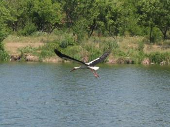 Stork - A picture of a stork taken during a fishing trip.