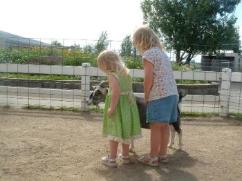 My girls playing with the goats - Here are my girls playing with a goat in a little petting zoo we stopped at in Fargo, ND. Really sweet. This little goat had an infatuation with shoes, as it kept licking everyone&#039;s shoes when we went in there.