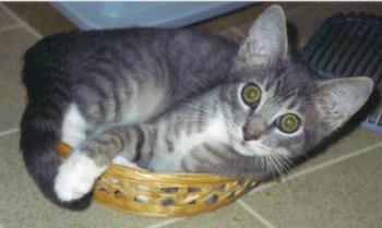 Leo in his basket - My kitty Leo in October of 2003 in his newly acquired basket.