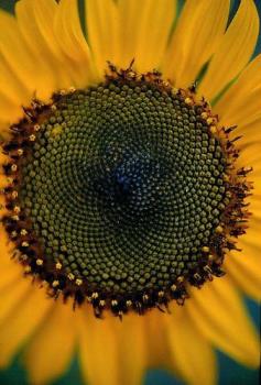 Close-up of a Sunflower - photo image of sunflower