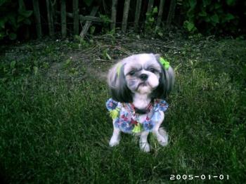 Katie - Our cute shihtzu Katie after being clipped!