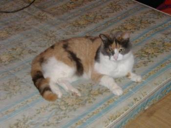 Our Cat - This is our cat, Reeces. She loves to come get her ears scratched before she settles in for bed.