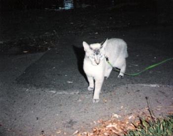 leashed kitty - My cat on a leash back in 1994.