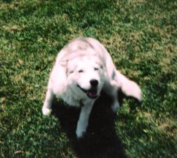 sheba - sheba the siberian husky