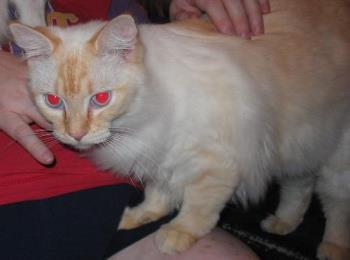 E.B. with bad "red eye" - This was taken not too long after we got her, she filled out more later.