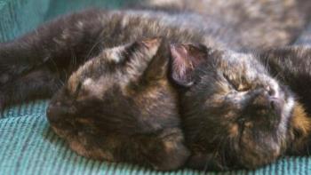 Two kittens - Sleeping like logs.