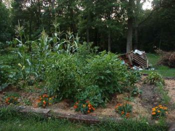 My garden during a drought - Watered it one time so far this summer but they are telling me they need another drink in the next few days. 