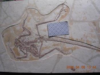 A fossil Ffrom Liaoning - Dromeosauridae: a raptor, maybe Sinornithosaurus

Exhibiting feather impressions