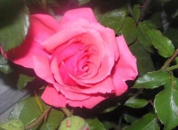 Pink Rose - a pink rose I took a picture of