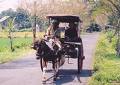 twowheel cart - twowheeled cart or DELMAN IN JAVA ISLAND
