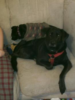 My dogs - This is a picture of my two dogs. Trixie is the little one and Blackie is the big one.