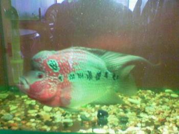 Kamfa - My flowerhorn about 9 inches now. Thai Kamfa.