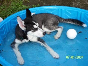 Lil &#039;Bit - This is my 4 month old Siberian Husky named Lil &#039;Bit. Of course, he is the older version of the puppy that I use for my avatar.