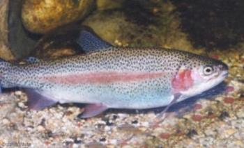 Rainbow Trout - Picture of a beautiful rainbow trout.