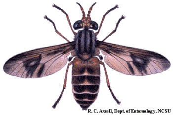 Deer Fly - This is a picture of a biting deer fly.