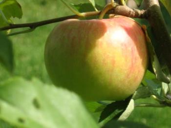 Haralred Apple - Ive a few on this tree as well. Cant wait to taste this variety of apple.