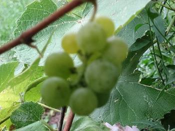 My Vine - These are a smaple of a few clusters I have on my Kay Gray Grapevine. Its basically a wine making grape but a sweet yet slightly tart flavor. they are green as you can see.

