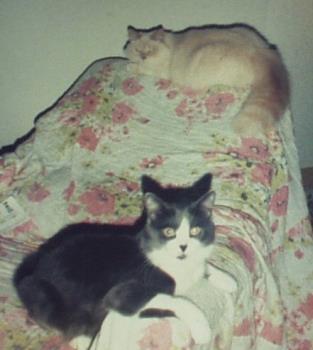 Fuzzball and Joseph - Two of the cats that we used to have. Joseph is the gray and white, Fuzzball is the white one.