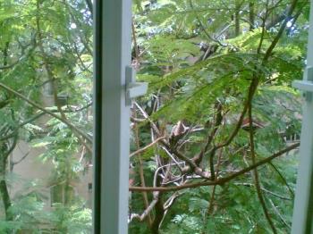 Tree besides my window - the tree where the parrots and cuckoos live.