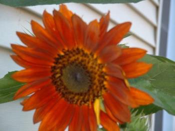 Red Sunflower - My sunflower is a volunteer. It&#039;s well over 6 feet tall! I love every inch of it!