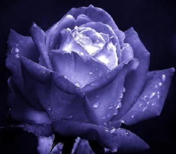 Blue Rose - A blue rose for my best friend Jeweled Blue Rose! Love You Lots!
