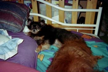 My Pomeranian Talitha, toe nail biter! - She used to chew her own back toe nails and even tried to chew the toe nail on my big toe! She was a very strange little dog, but so sweet and loving!