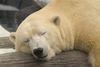 addicted to sleep - a polar bear napping on a log