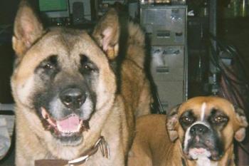 My dogs - Yoshee is an Akita and Halo is a Boxer..