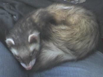 Nitro - My new baby sleeping in my lap on his way home. Nitro - My new baby sleeping in my lap on his way home.