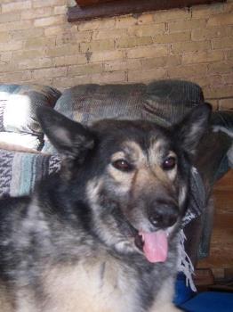 Chrokee--7 year old Shepherd/Husky Male - This is a great example of a more mature dog that gives a lot back to his owners. He is fun to play with, walk, toss a ball...and just hang out with. He has a great personality and is quite a wuz-puz.