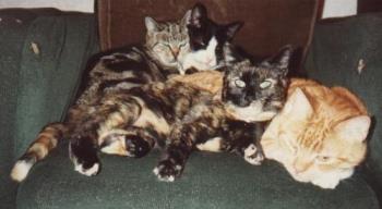 cats - cuddling cats