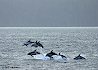 dolphin-photos_4387 - dolphin-photos_4387