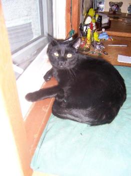 Black female cat Nexus 1 Year Old - Nexus lying on my supposed desk...not as far as the cats are concerned. Black female cat Nexus 1 Year Old - Nexus lying on my supposed desk...not as far as the cats are concerned.