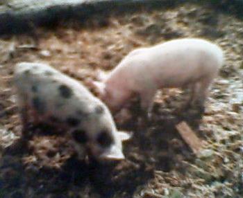 Our pigs - Babe & Miss Piggy.
