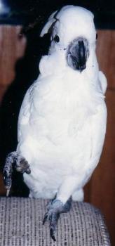 Pet cockatoo Aimee..waving - We had Aimee for a few years. She loved to wave and repeat a few phrases over...and over and over. When we could not longer give her the attention she needed we found a good home with a young boy who gave her everything she needs in terms of love and attention. She holds a special place in our hearts...because she was a real character!