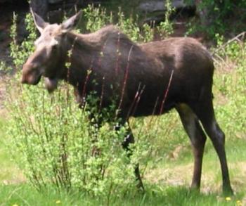 moose - moose are huge