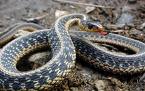 Snakes - Big snake