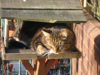 Moomin - Lurking on the bird table, lying in wait