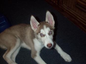 my husky - my husky puppy my husky - my husky puppy