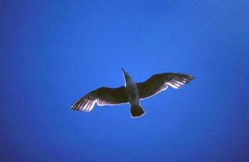 Ring-billed Gull in Flight ©M.N. - Photo of a gull in flight 