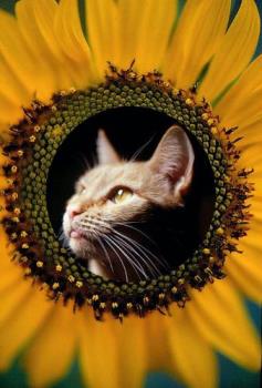 Superimposed photo of Taffy and Sunflower - photo creation of mine
