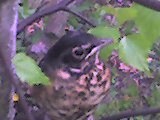 Little Bird - A robin sitting in my tree