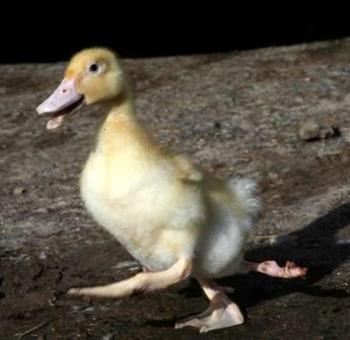 Duck with four legs - the duck with four legs and it was a true story.