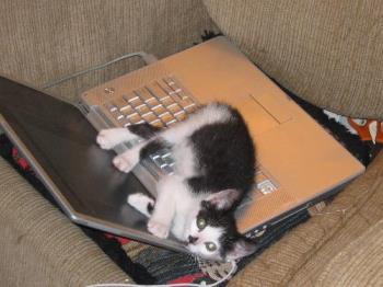 Carlye sitting on my lap top. - Warm place to sit. At least she is not eating Keys!