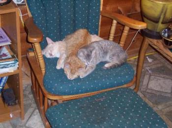 3 of our 5 cats snuggling in their favorite rocker - These three are our mocha male called Nova, our grey female Ellie and one of the two ginger marmalade cats Tigger. They are approximately 1 year.