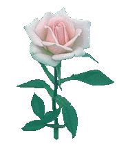 Pink Rose - A pink rose